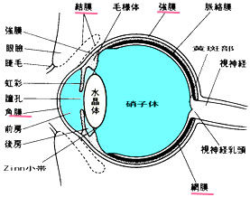眼に入った薬は、(1)角膜→眼球　(2)結膜→強膜→眼球　(3)涙鼻管→鼻→喉という3つの流れがあります