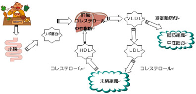 体内での脂質の流れ