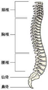 脊椎は、26個の椎骨という骨が連結してできています。上から７個までが頸椎、次の12個が胸椎、次の5個が腰椎、仙骨、尾骨と繋がっています