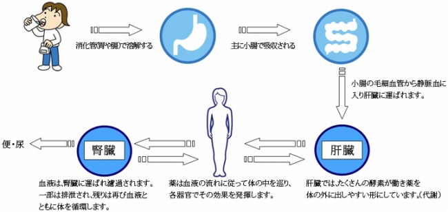 薬はどのように効くのでしょう