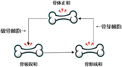 骨休止→骨吸収→骨形成→骨休止というサイクルで新陳代謝を繰り返しています