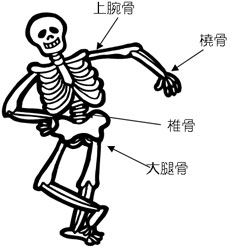 骨折の好発部位としては、上腕骨・橈骨・椎骨・大腿骨です